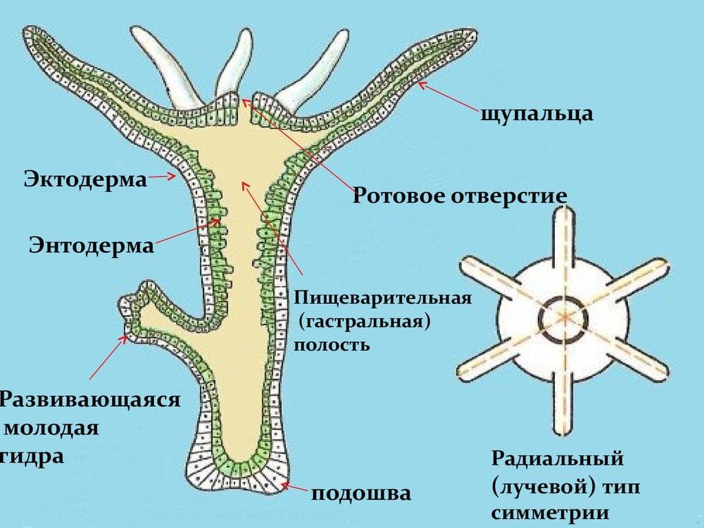 Кракен 17